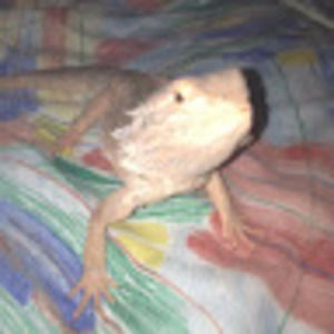 Meet your Posher, Honeysuckle